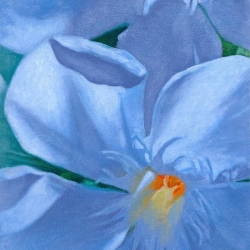  White Oleander’s In Blue 