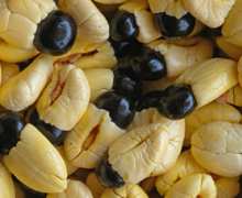 HOW NOT TO KILL YOURSELF WITH ACKEE