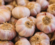 Garlic – More Than Just Vampire Protection 