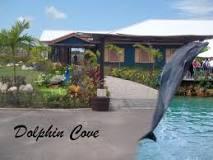 Dolphin Cove 