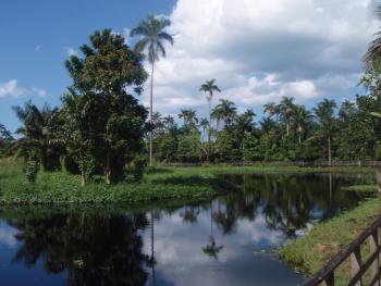 Royal Palm Reserve 