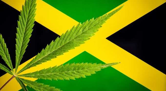 LEGAL MARIJUANA GROWS IN JAMAICA